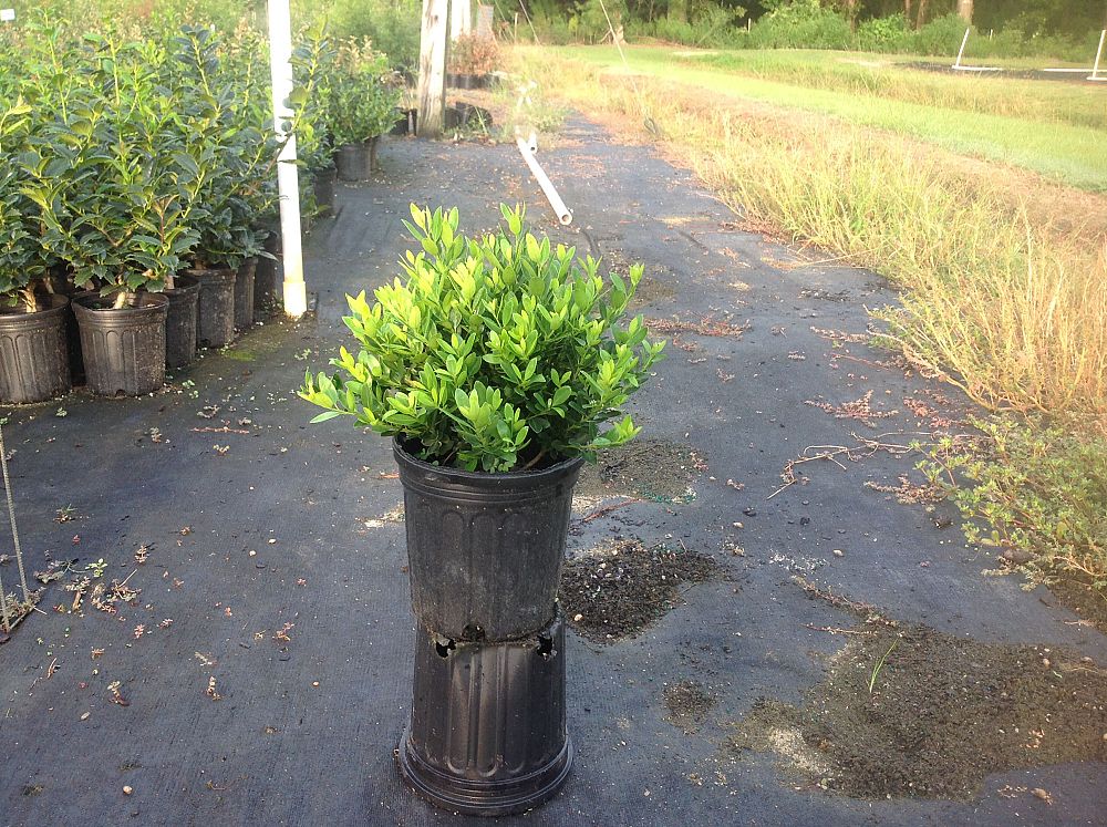 ilex-crenata-hoogendorn-japanese-holly