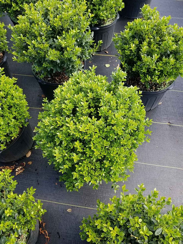ilex-crenata-hoogendorn-japanese-holly