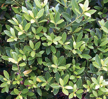 ilex-crenata-hoogendorn-japanese-holly