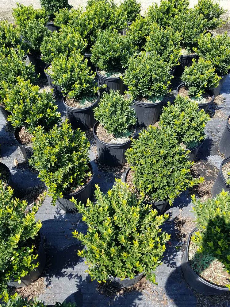 ilex-crenata-hoogendorn-japanese-holly