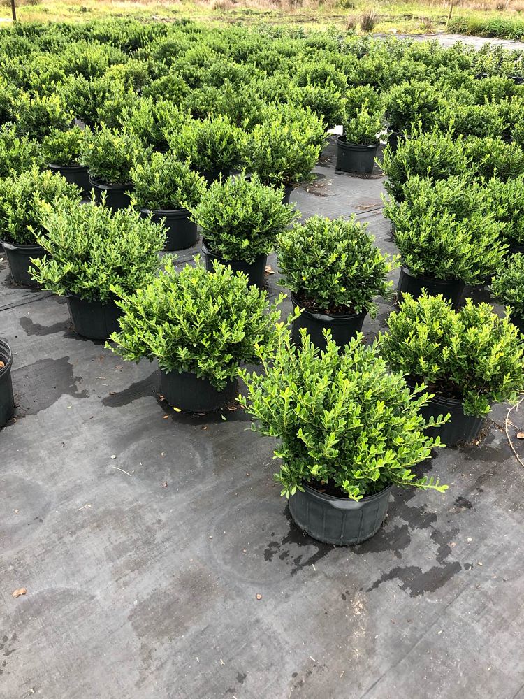 ilex-crenata-hoogendorn-japanese-holly
