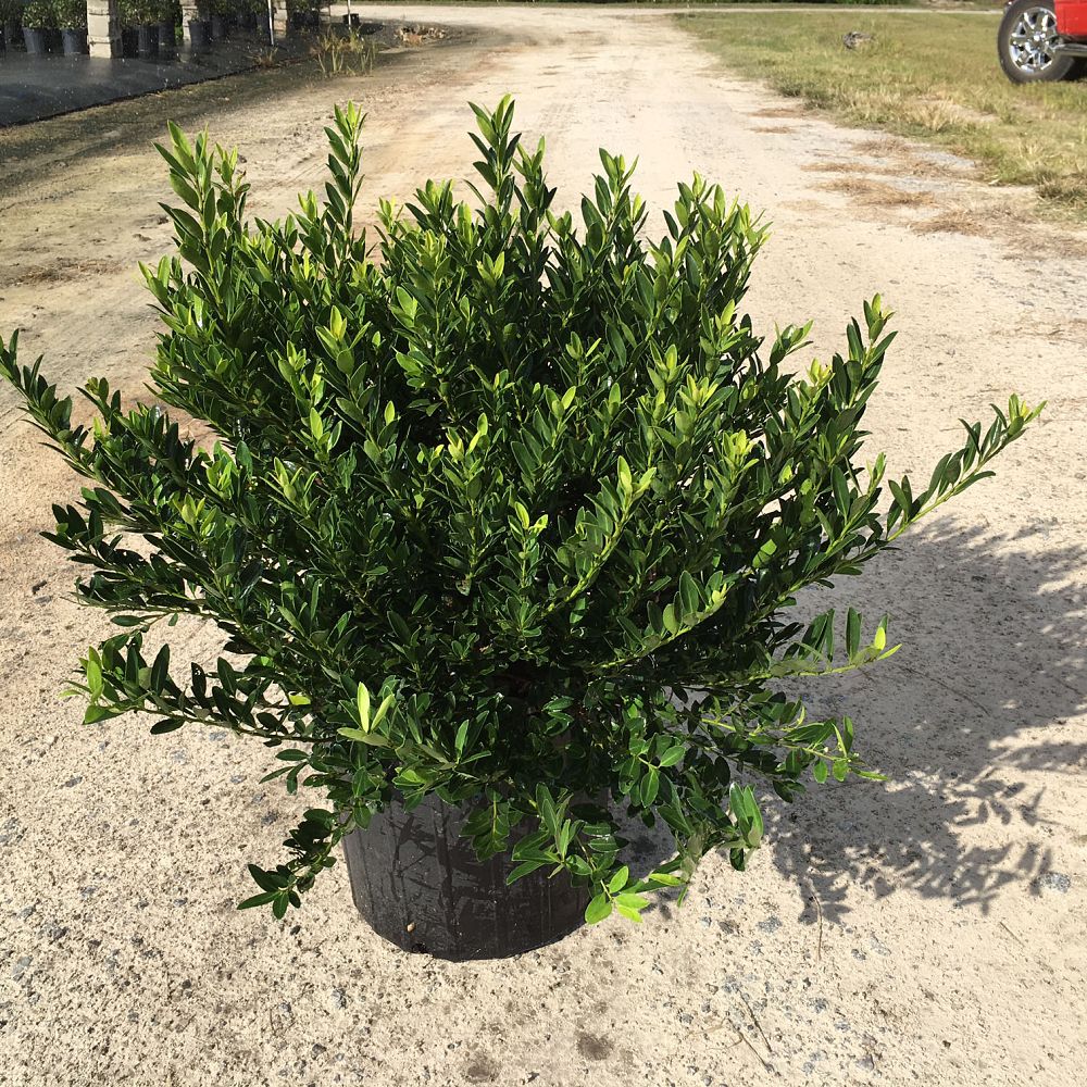 ilex-crenata-hoogendorn-japanese-holly