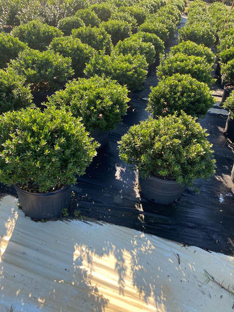 ilex-crenata-hoogendorn-japanese-holly