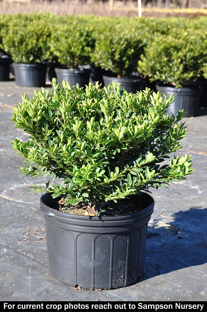 ilex-crenata-hoogendorn-japanese-holly