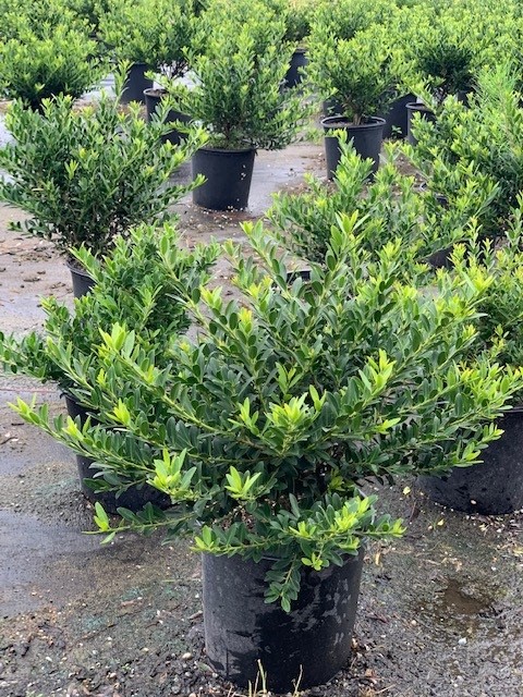 ilex-crenata-hoogendorn-japanese-holly