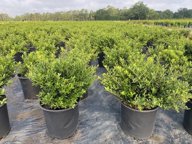 ilex-crenata-hoogendorn-japanese-holly