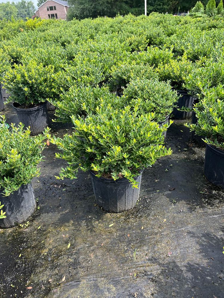 ilex-crenata-hoogendorn-japanese-holly