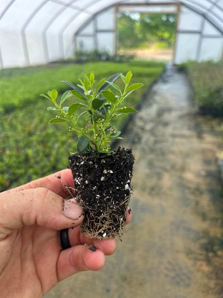 ilex-crenata-hoogendorn-japanese-holly