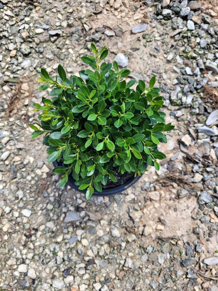 ilex-crenata-hoogendorn-japanese-holly