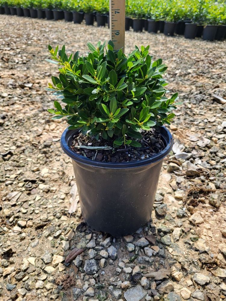 ilex-crenata-hoogendorn-japanese-holly
