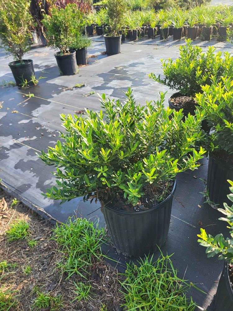ilex-crenata-hoogendorn-japanese-holly