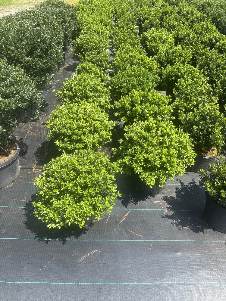ilex-crenata-hoogendorn-japanese-holly