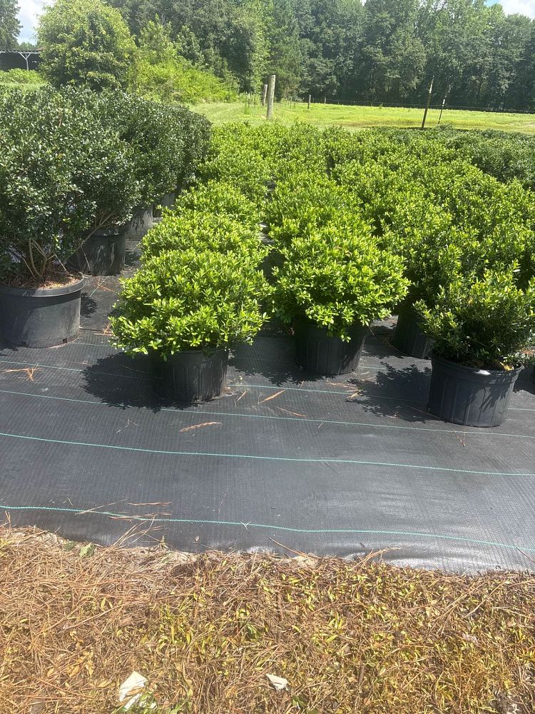 ilex-crenata-hoogendorn-japanese-holly