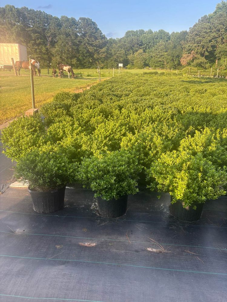 ilex-crenata-hoogendorn-japanese-holly