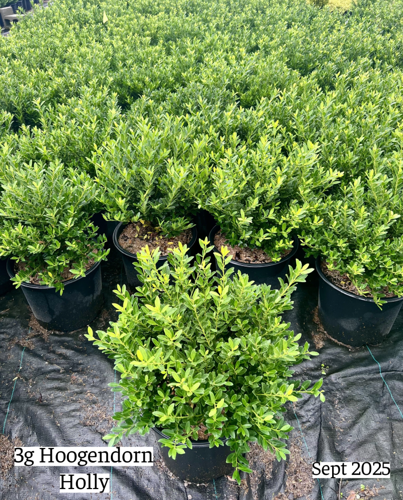 ilex-crenata-hoogendorn-japanese-holly