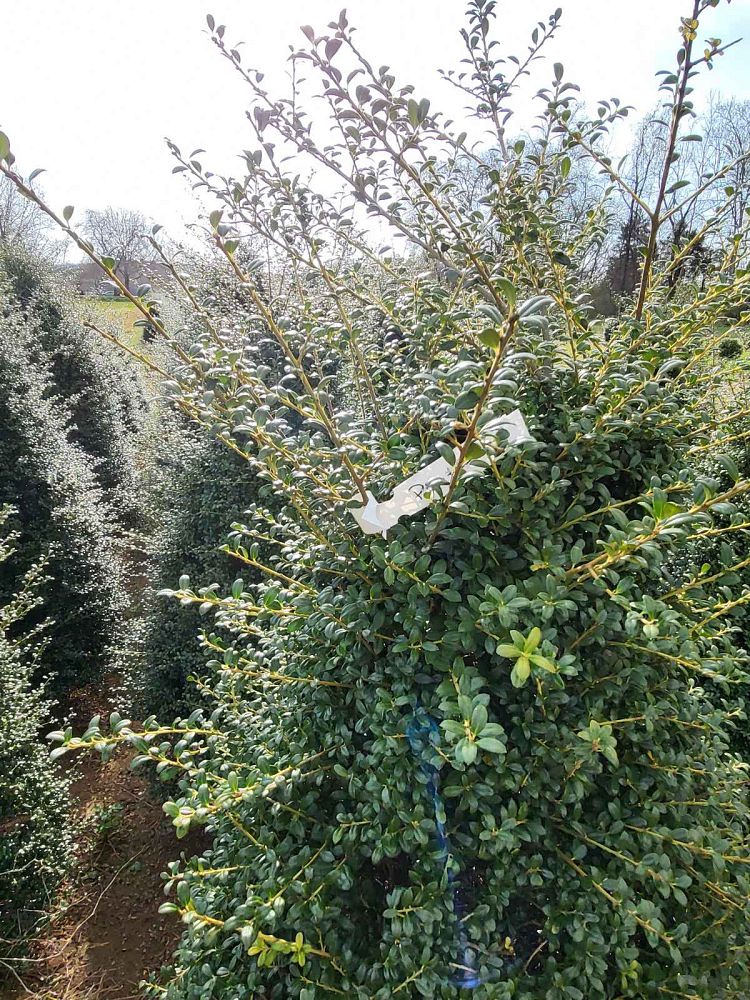 ilex-crenata-jersey-pinnacle-japanese-holly