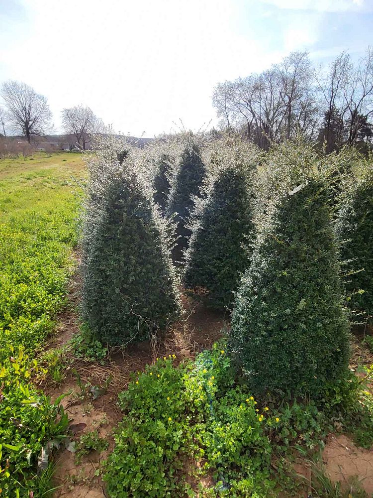 ilex-crenata-jersey-pinnacle-japanese-holly