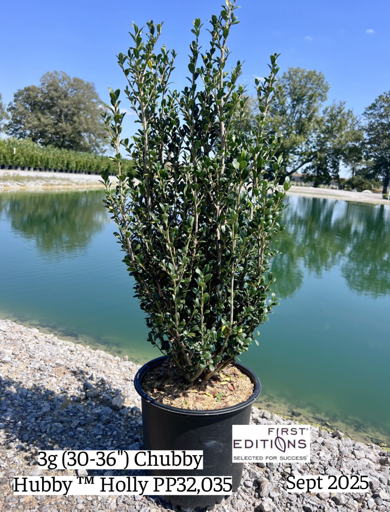 ilex-crenata-mad-ic-1-chubby-hubby-trade-japanese-holly