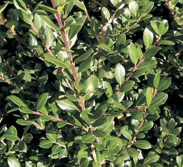 ilex-crenata-nigra-japanese-holly