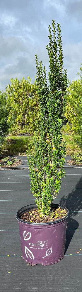 ilex-crenata-piiic-1-japanese-holly-ilex-crenata-straight-narrow