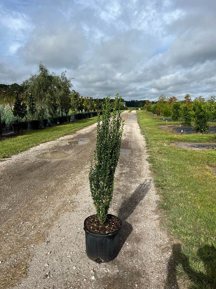 ilex-crenata-piiic-1-japanese-holly-ilex-crenata-straight-narrow