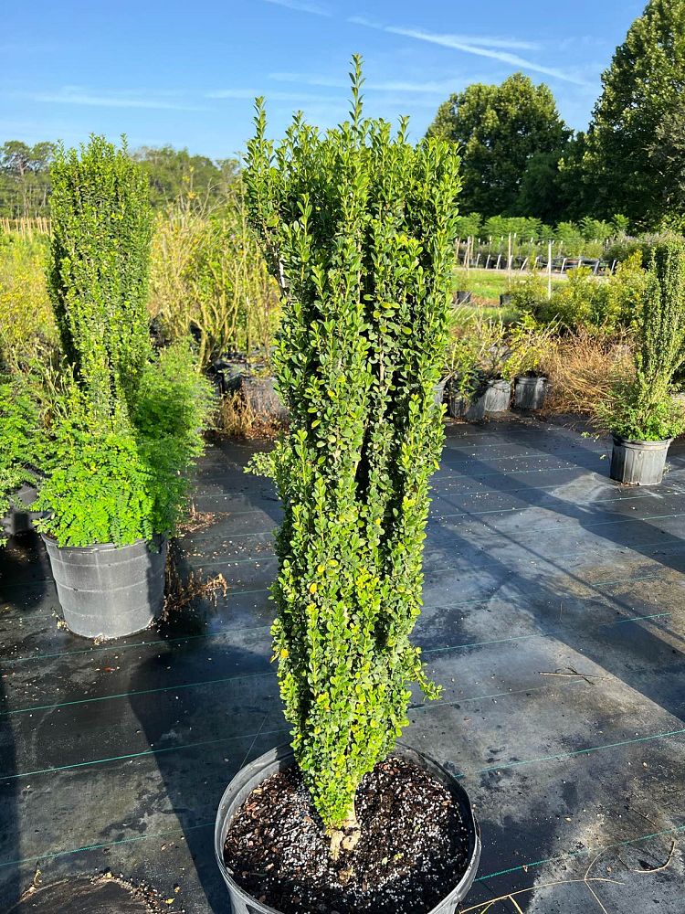 ilex-crenata-piiic-1-japanese-holly-ilex-crenata-straight-narrow