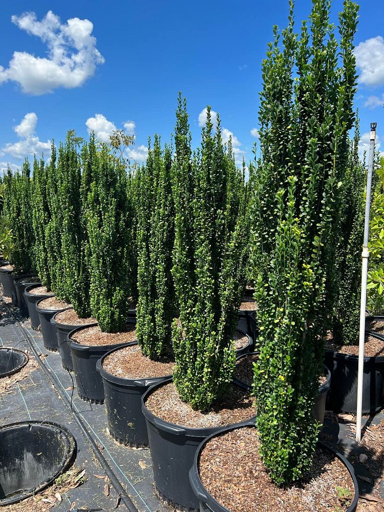 ilex-crenata-piiic-1-japanese-holly-ilex-crenata-straight-narrow