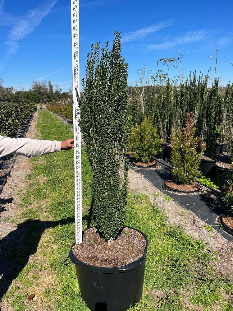 ilex-crenata-piiic-1-japanese-holly-ilex-crenata-straight-narrow