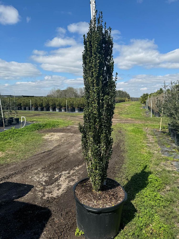 ilex-crenata-piiic-1-japanese-holly-ilex-crenata-straight-narrow
