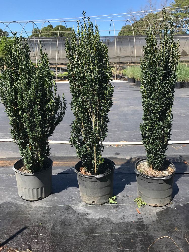 Texas Wholesale Nursery | plantANT.com