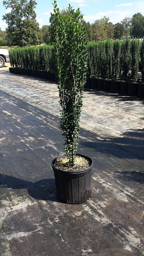 ilex-crenata-sky-pencil-japanese-holly