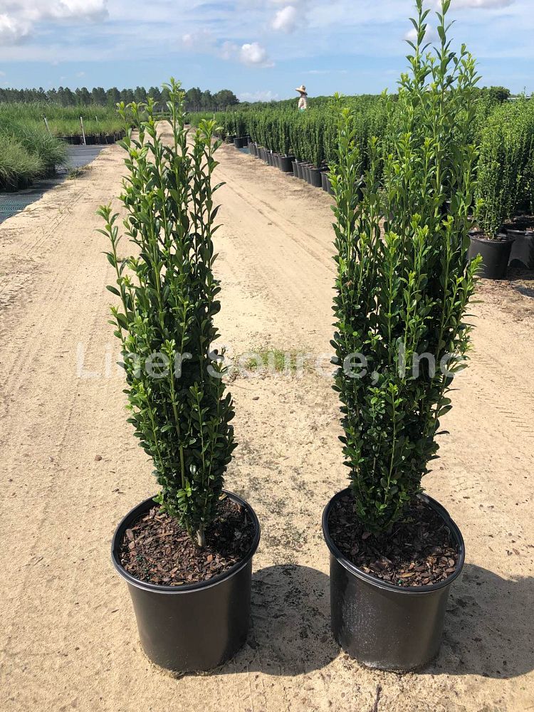 ilex-crenata-sky-pencil-japanese-holly
