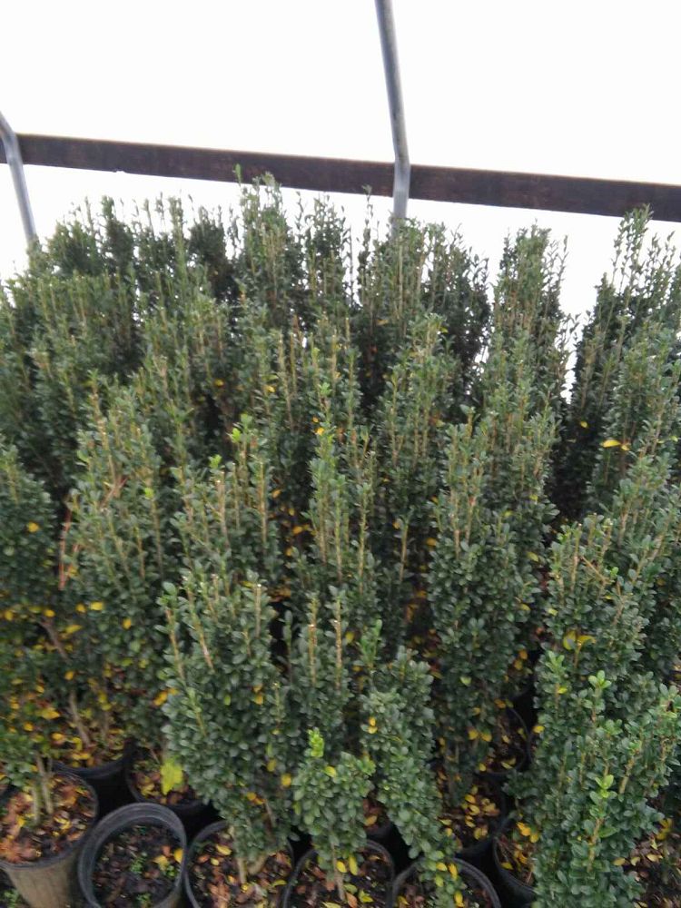 ilex-crenata-sky-pencil-japanese-holly