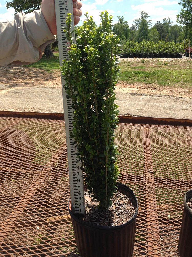 ilex-crenata-sky-pencil-japanese-holly