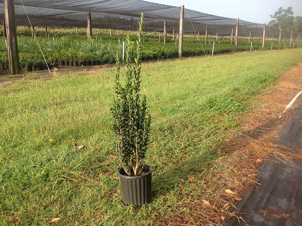 ilex-crenata-sky-pencil-japanese-holly