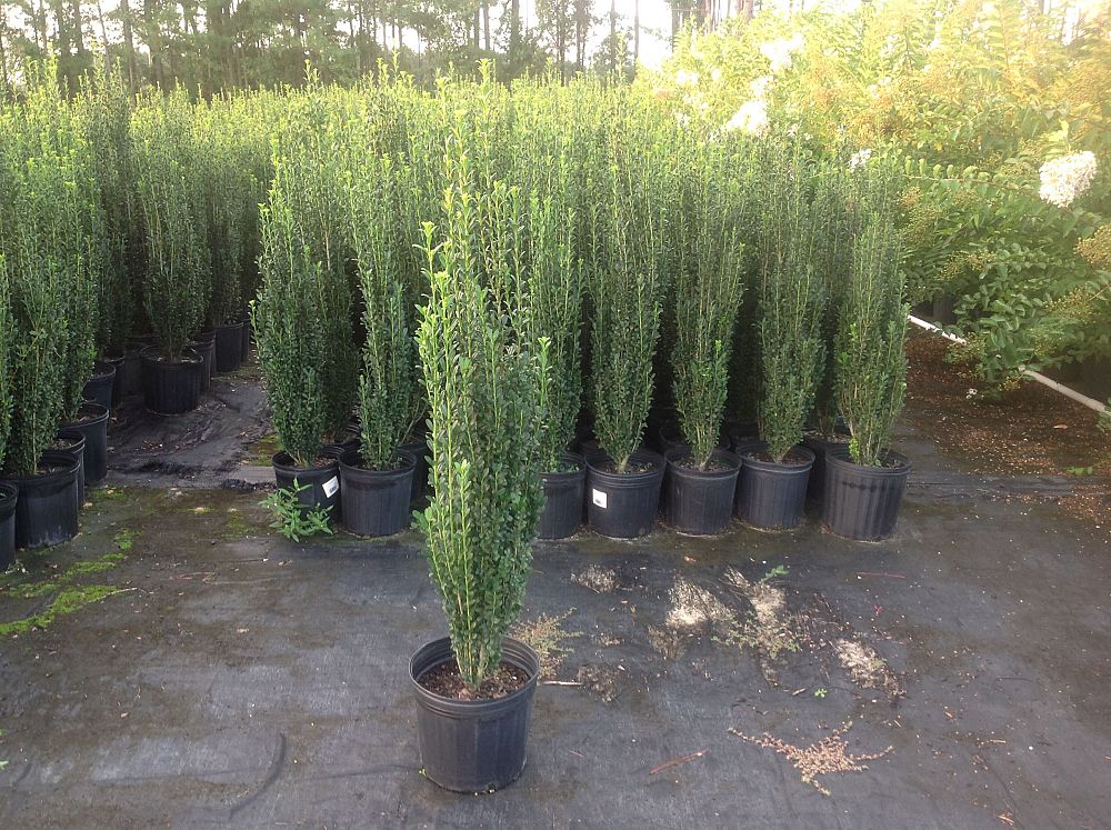 ilex-crenata-sky-pencil-japanese-holly
