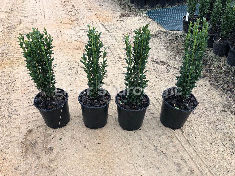 ilex-crenata-sky-pencil-japanese-holly