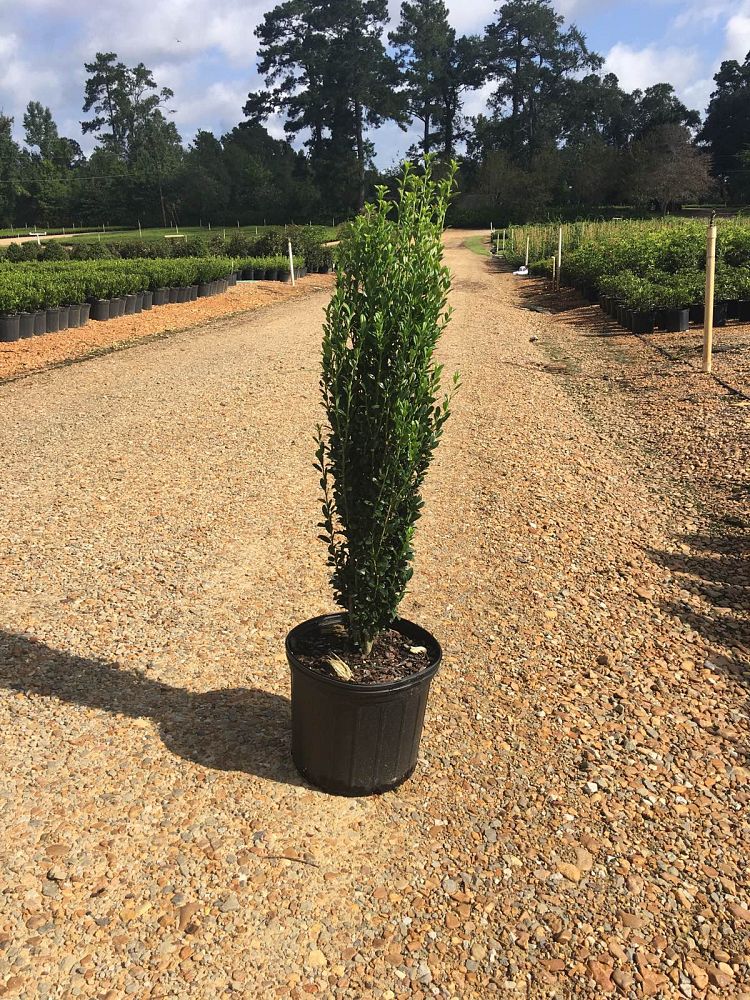 ilex-crenata-sky-pencil-japanese-holly