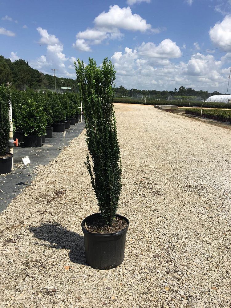 ilex-crenata-sky-pencil-japanese-holly