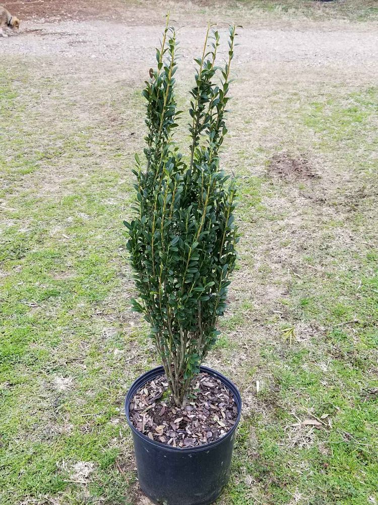 ilex-crenata-sky-pencil-japanese-holly