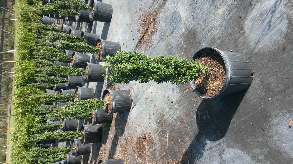 ilex-crenata-sky-pencil-japanese-holly