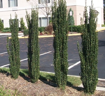 ilex-crenata-sky-pencil-japanese-holly