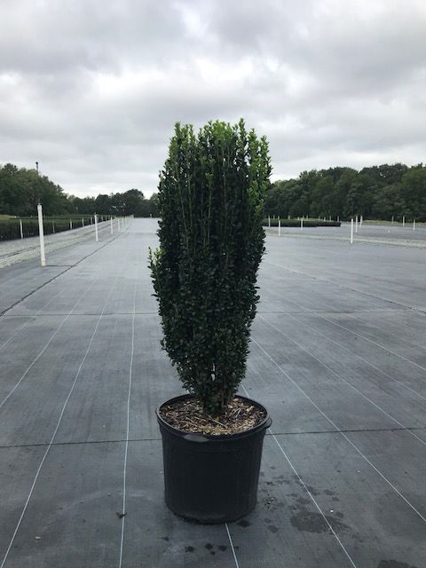ilex-crenata-sky-pencil-japanese-holly