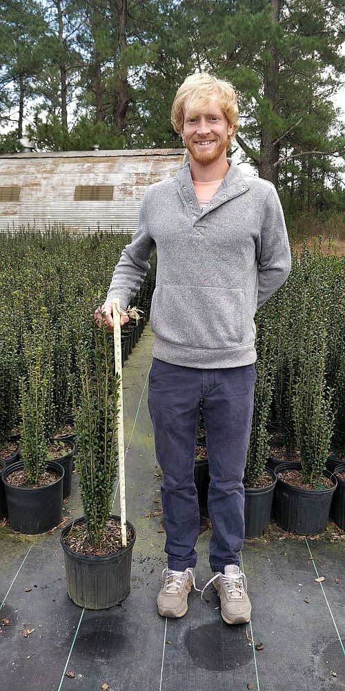 ilex-crenata-sky-pencil-japanese-holly