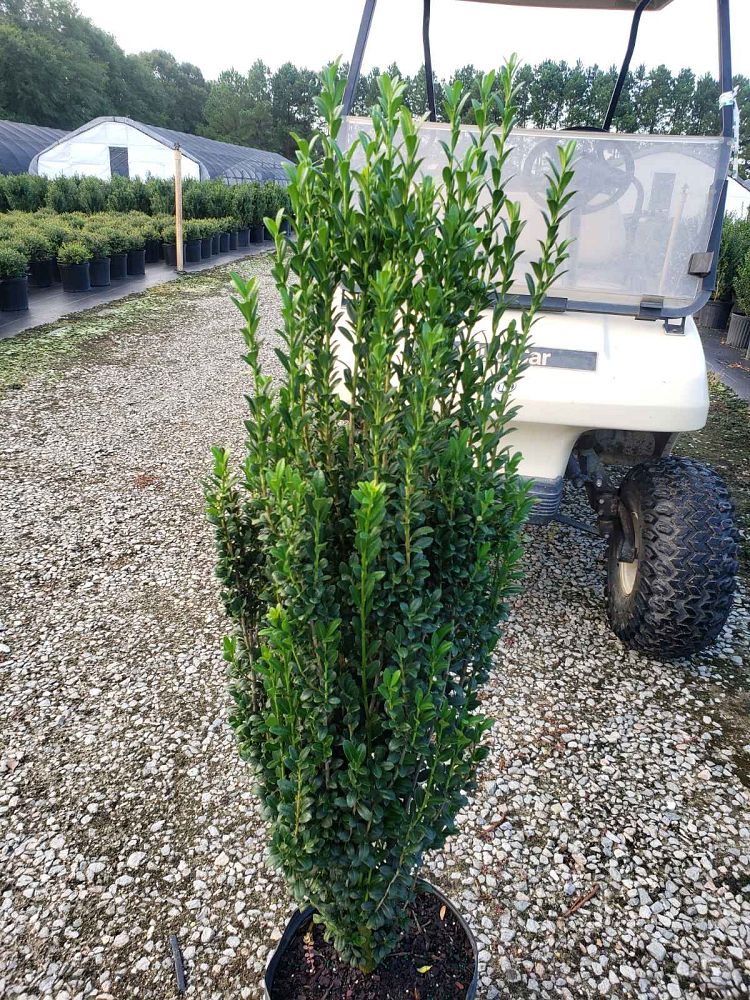 ilex-crenata-sky-pencil-japanese-holly