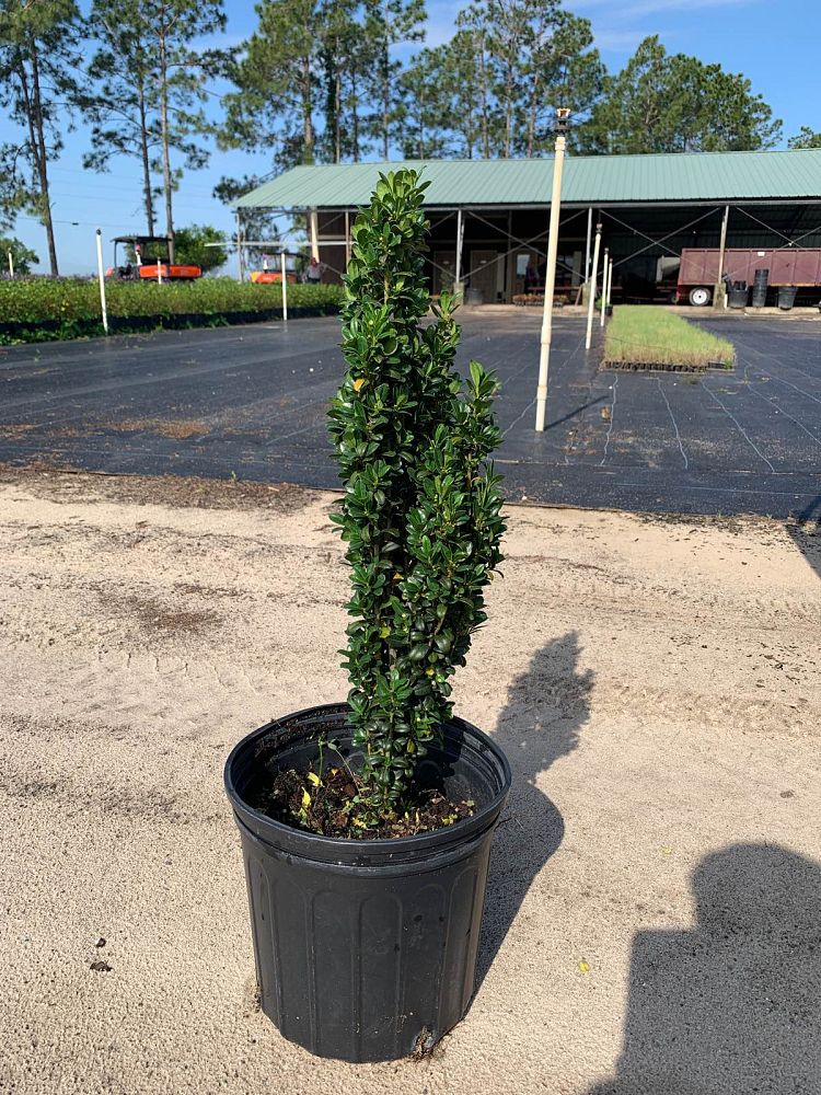 ilex-crenata-sky-pencil-japanese-holly