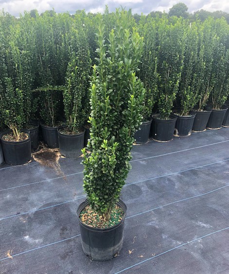 ilex-crenata-sky-pencil-japanese-holly