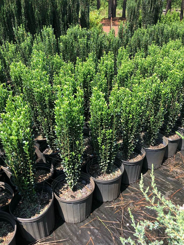 ilex-crenata-sky-pencil-japanese-holly