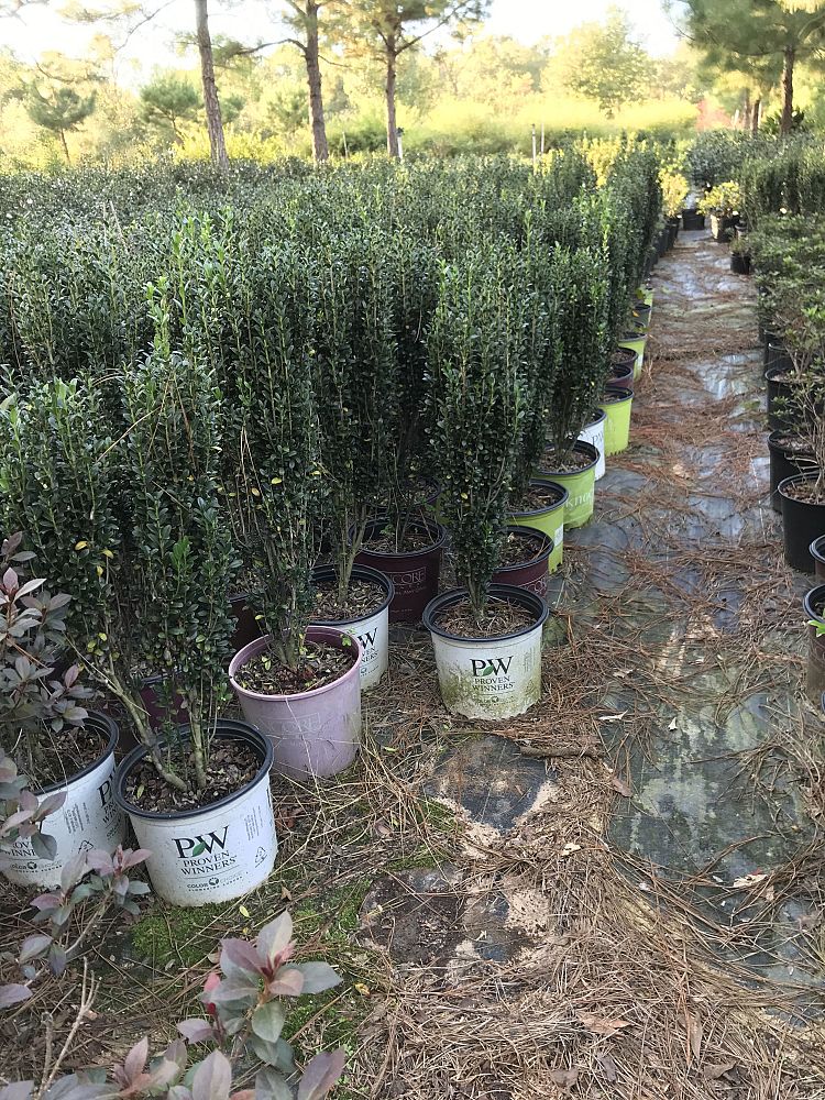 ilex-crenata-sky-pencil-japanese-holly