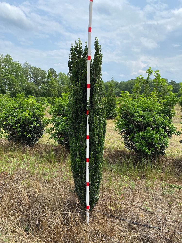 ilex-crenata-sky-pencil-japanese-holly